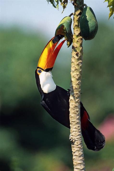 Toco Toucan (Ramphastos toco). | Toco toucan, Pet birds, Exotic birds