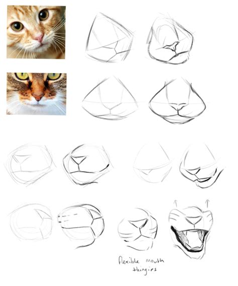 griffin | Tumblr | Cat drawing tutorial, Animal drawings, Drawings