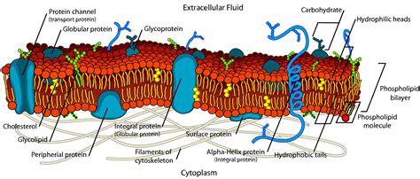 Plasma Membrane Structure And Function Free Biology