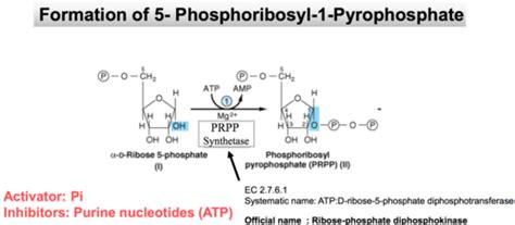 Clinical Biochemistry- Purine and Pyrimidine metabolism Flashcards ...