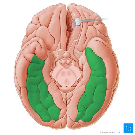 Fusiform gyrus: Anatomy and function | Kenhub