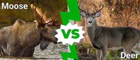 Moose Vs Deer: What Are the Differences? - A-Z Animals