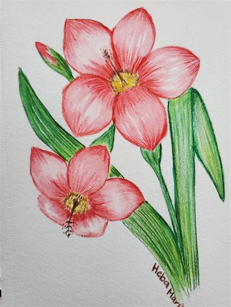 Colored pencil flower drawing | Flower drawing, Flower sketches ...