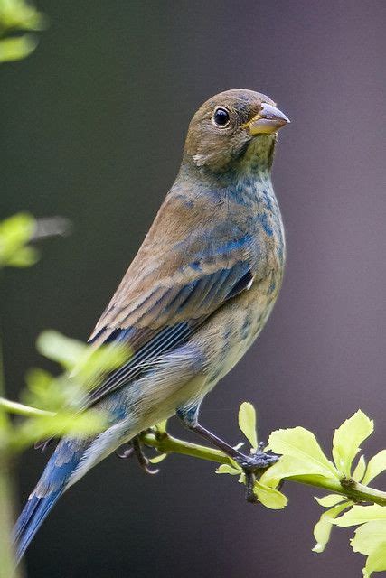 Female Indigo Bunting | Birds | Pinterest