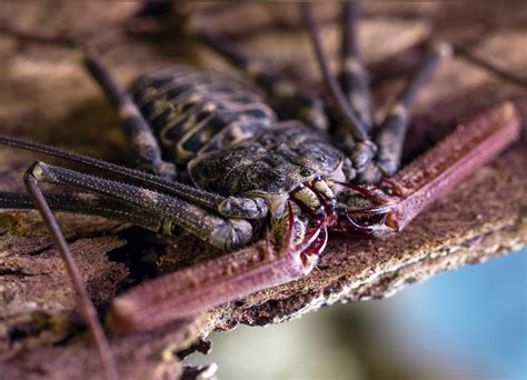 Tailless Whip Scorpion Care