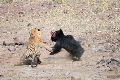 Epic battle between tiger and sloth bear caught on film