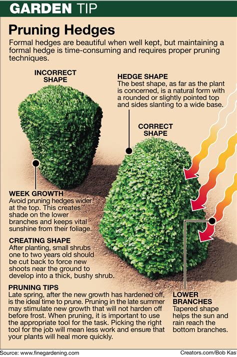 How to: Prune your hedges properly - Farm and Dairy