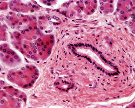 Pancreas: Histology Of Pancreas