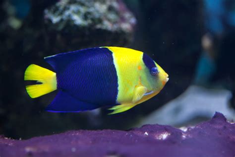 15 Awesome Types of Saltwater Angelfish | Build Your Aquarium