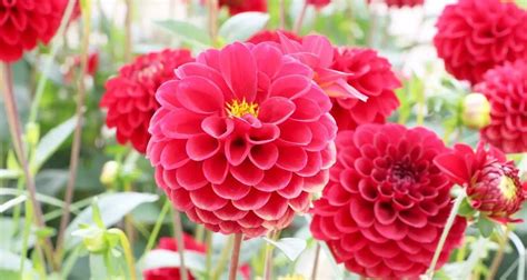 Planting Dahlia Bulbs & Dahlia Care - Plant Instructions