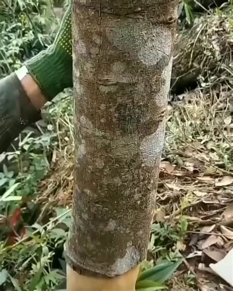 Harvesting Cinnamon : r/oddlysatisfying