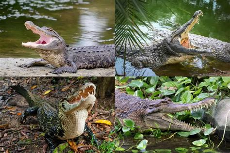 Alligator Vs Crocodile Vs Caiman Vs Gharial [UPDATED]