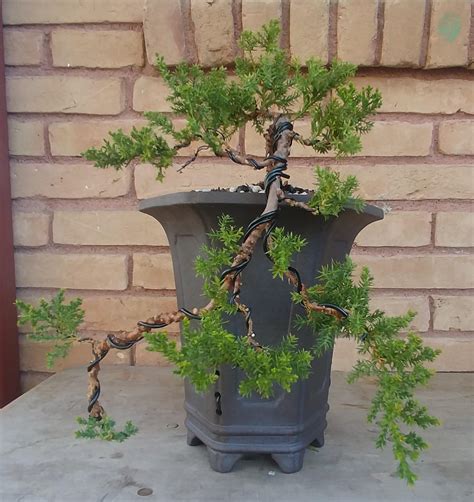 Finished wiring this juniper. : Bonsai