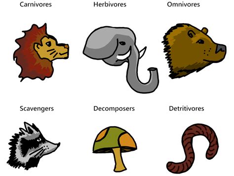 Heterotroph — Definition & Examples - Expii