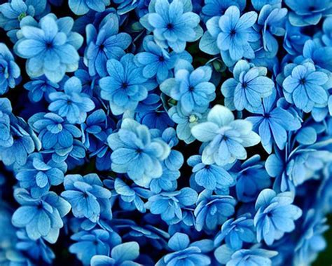 Blue Flowers Wallpapers - Wallpaper Cave