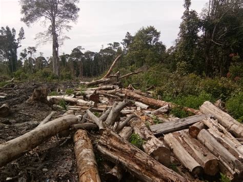 Berita Video : Situasi Terakhir Penebangan Hutan di Kawasan Tele