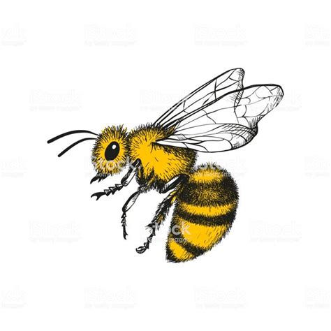 Vector engraving illustration of honey bee on white background | Bee ...