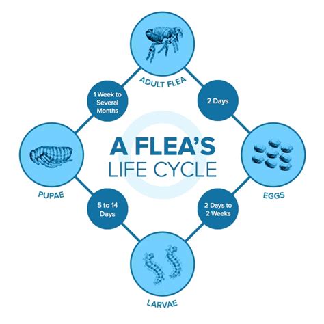 life cycle of a dog flea: life cycle of a dog flea