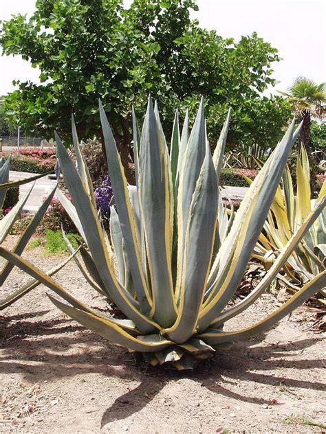 San Marcos Growers > Products > Plants > Agave americana 'Variegata