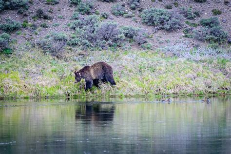 Wildlife in Yellowstone National Park - Best Photo Spots