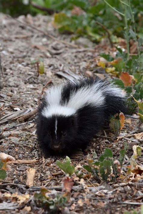 Picture of a baby skunk I took.http://bit.ly/2rMLUGJ | Baby skunks ...