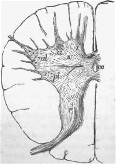 7. Poliomyelitis Anterior Chronica. Progressive Muscular Atrophy