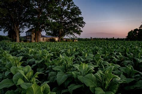 Tobacco Field at Dusk | Nikon Cafe