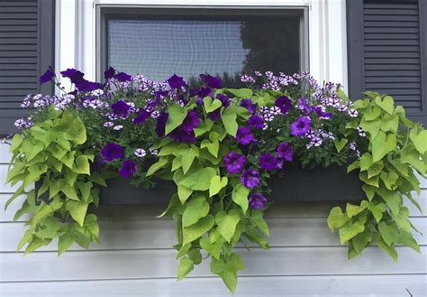 Purple million bells and sweet potato vine window box in 2021 | Window ...