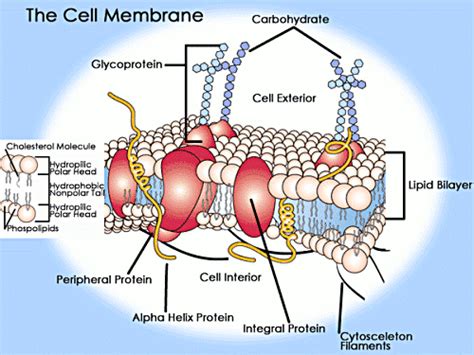 The Phospholipid Bilayer | Eukaryotic Cells