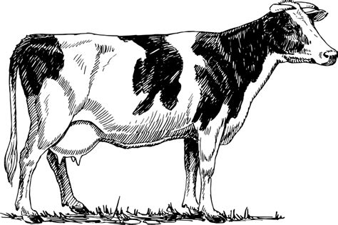 Holstein cow (102934) Free SVG Download / 4 Vector