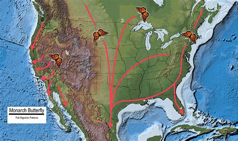 Monarch Butterfly Migration and Overwintering