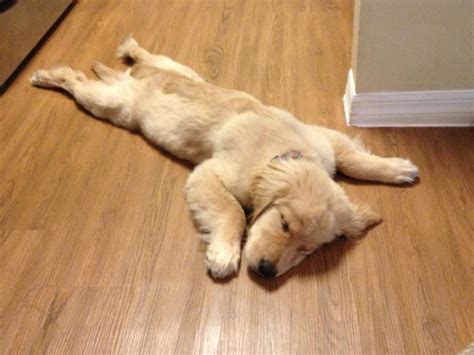 32 Cute sleeping puppies (32 pics) | Amazing Creatures