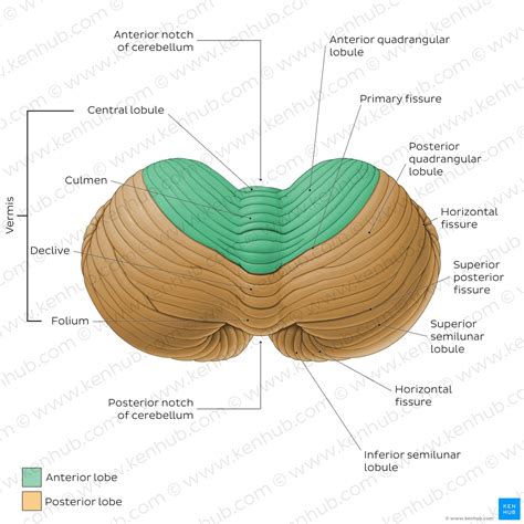 Anatomi Cerebellum