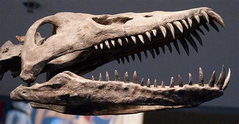 Top 7 Quirky Facts About Plesiosaurs | Fossils, Prehistoric, Dinosaur