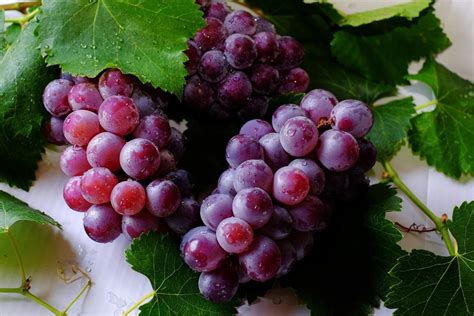 World's Most Expensive Grapes 'Ruby Roman' Sell For Rs 35,000 Per Piece