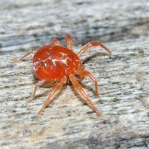 REALLY tiny red spider - Anystis - BugGuide.Net