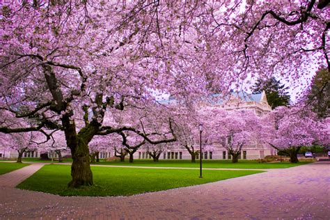 Cherry Blossom Tree - Trees Photo (19838733) - Fanpop