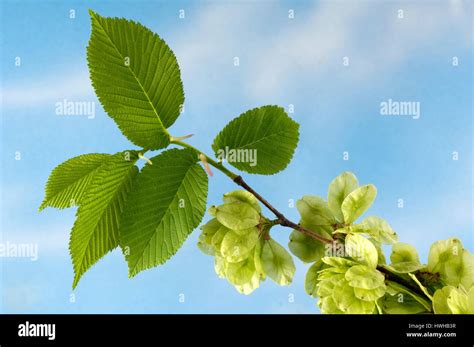 Dutch Elm, leaves and blossom, Ulmus minor, field elm, sheets and ...