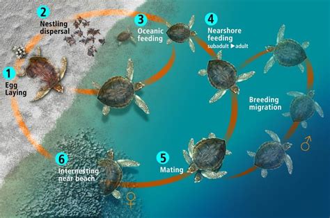 Life cycle of a sea turtle.... | Download Scientific Diagram