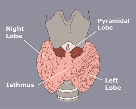 Thyroid Anatomy & Physiology - Miami Endocrine Surgery