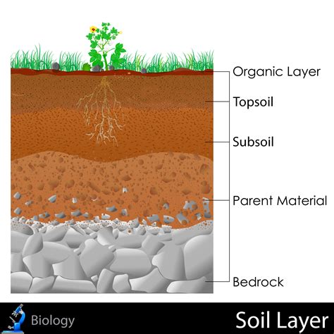 Soil Layers - KidsPressMagazine.com