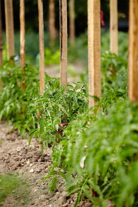 Tomato Stakes & Cages: 4 Options For Healthy Tomatoes - Growfully