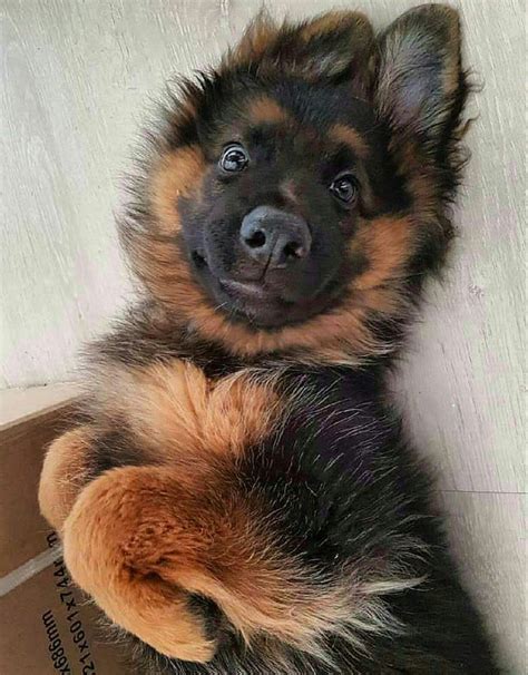 Baby German Shepherd Puppy! | Shepherd puppies, German shepherd ...