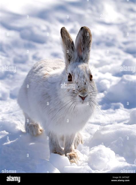 Snowshoe hare winter color hi-res stock photography and images - Alamy