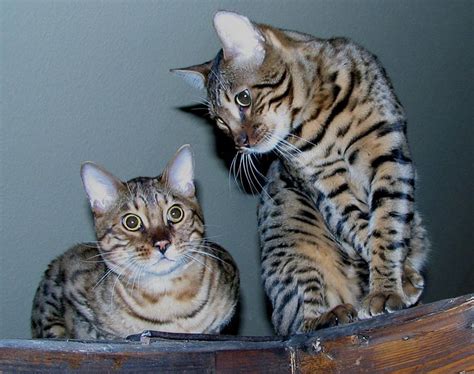 Cat Tips: The Bengal Cat Personality