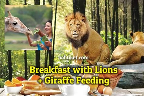 Breakfast with Lion Package + Giraffe Feeding – Bali Safari Park ...