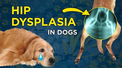 14 Can Dogs Live With Hip Dysplasia – Home