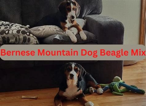 All About Bernese Mountain Dog Beagle Mix - Animal Pedias