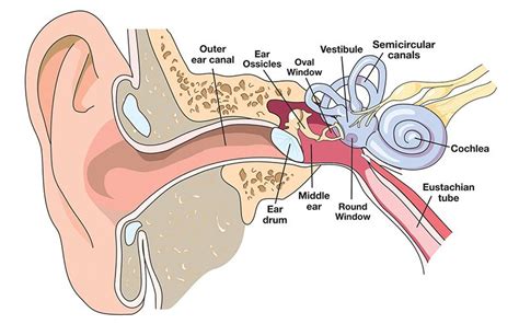 Ear Anatomy Oval Window