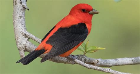 Scarlet Tanager Life History, All About Birds, Cornell Lab of Ornithology